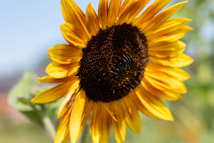 桥本有菜 在线播放